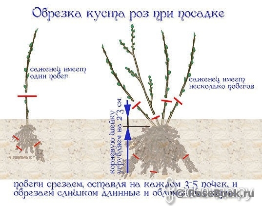 Обрезка Роз На Зиму Фото