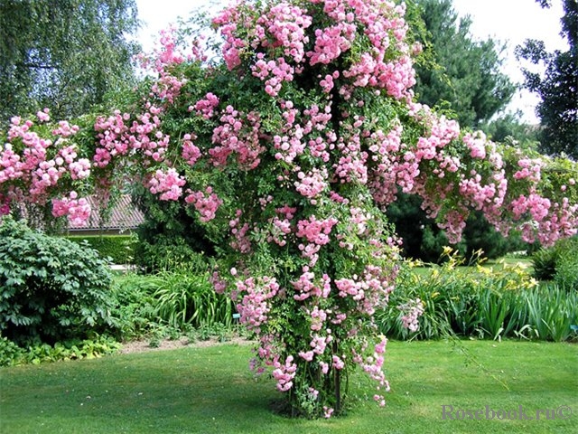 http://www.rosebook.ru/components/articles/images/bb/original/5-53-3.jpg