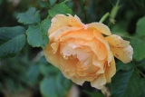 О некоторых биохимических процессах,  протекающих в стареющих и повреждённых цветках розы