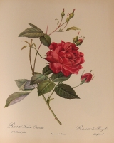 Подрод Indicae (Индийская роза)
