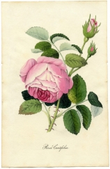 Centifolia (C) –  Центифольные розы