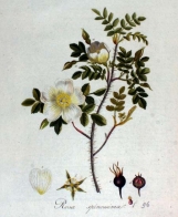 Hybrid Spinosissima (HSpn) — Гибриды розы Спинозиссима (Спин)