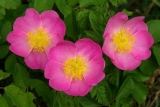 Hybrid Gallica (HGal) — Гибриды розы Галлика, или розы французской (Гал)