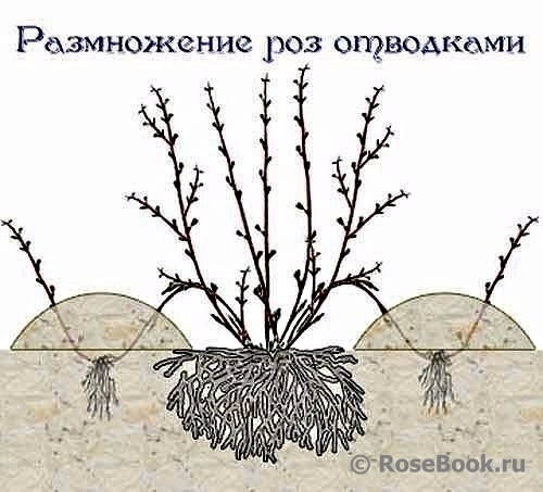 Размножение роз отводками
