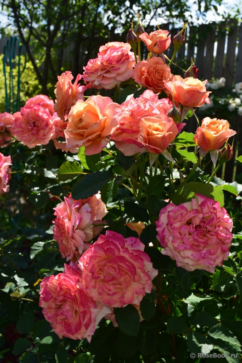 Большинство роз цвели пышно и красиво, раскрыли все свои возможности. 