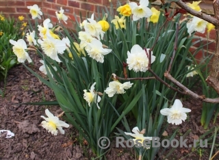 Нарциссы в моем саду, февраль
