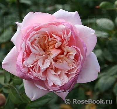 Модные розы - Энциклопедия роз
