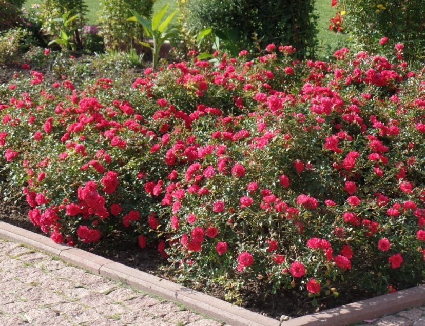 Почвопокровные розы для посадки перед прудом - Энциклопедия роз