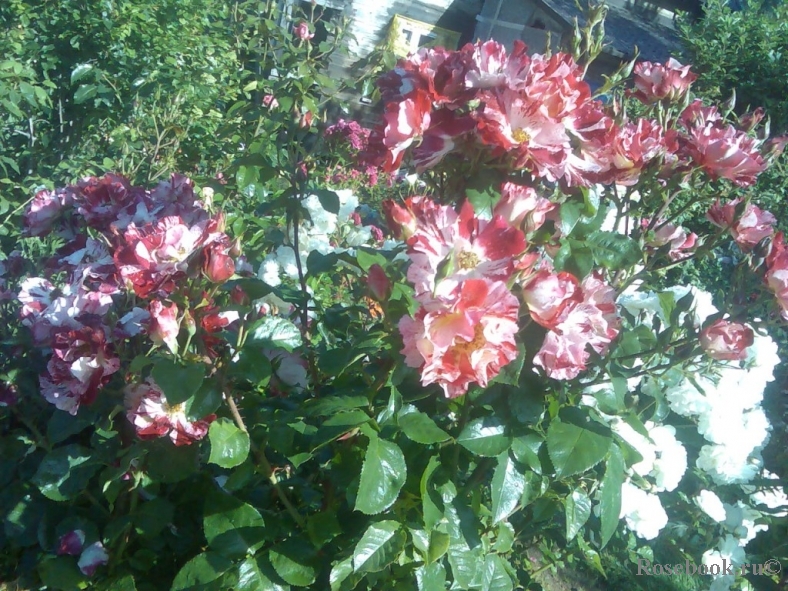 Бесперерывно цветущие розы - из личного опыта - Энциклопедия роз