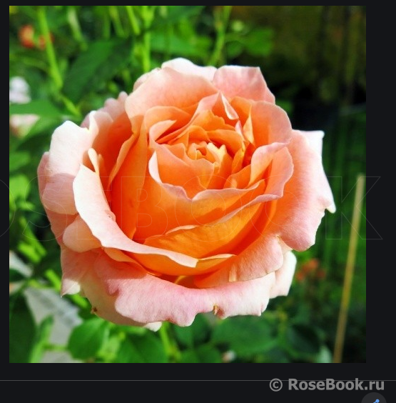 Роза Полька Фото