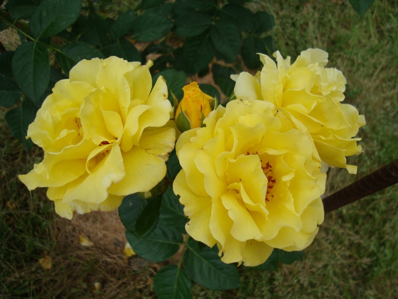 Роза Плетистая Желтая Сорта Казино