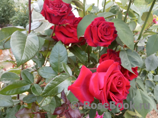 Розы Фокино Интернет Магазин Каталог 2022 Весна