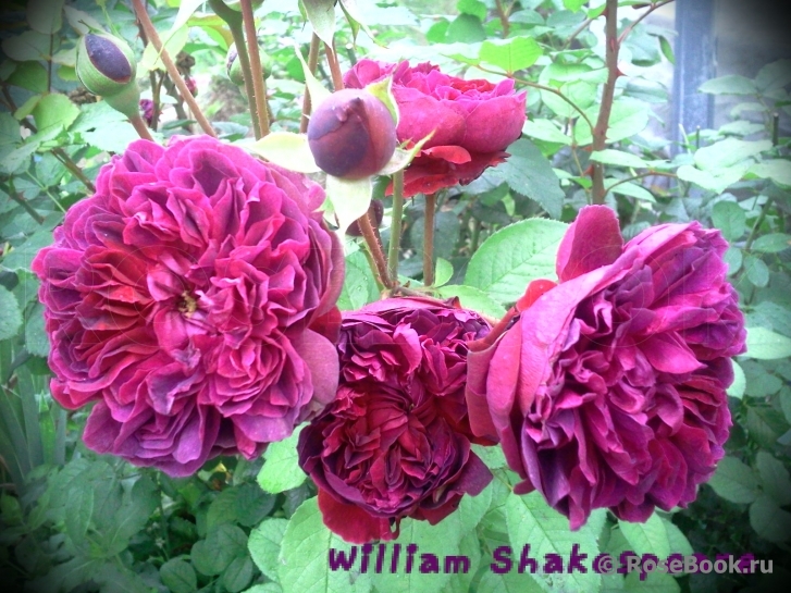 William Shakespeare ®