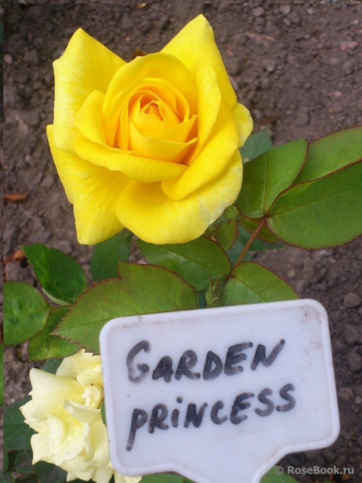 Garden Princess