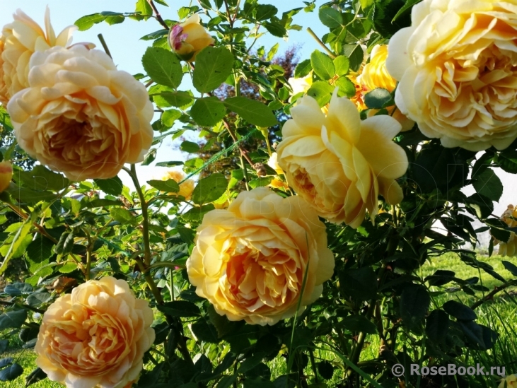 Golden Celebration®