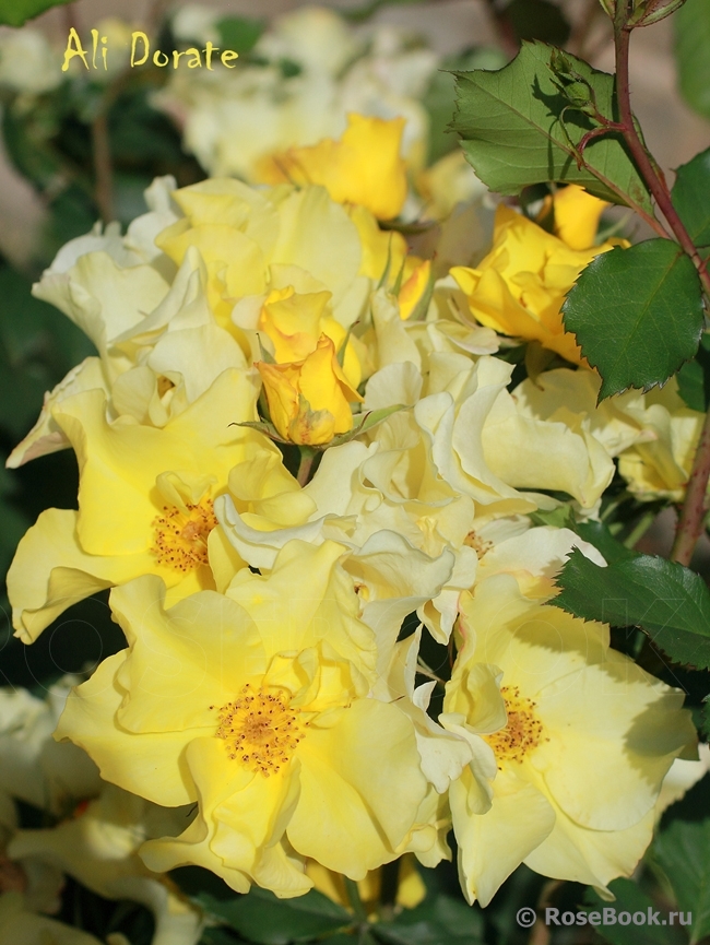 http://www.rosebook.ru/components/roses/images/pictures/big/129442.jpg