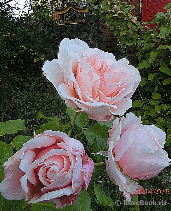 Rose de Tolbiac ®
