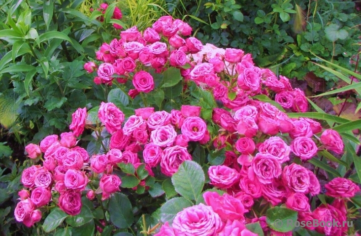 Розы Лавли Лидия Фото