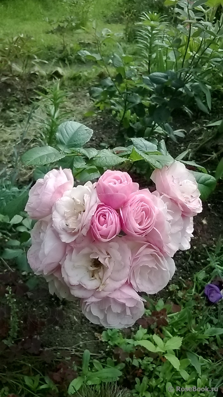 Bouquet Parfait