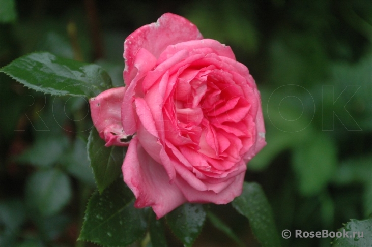 La Rose de Molinard ®