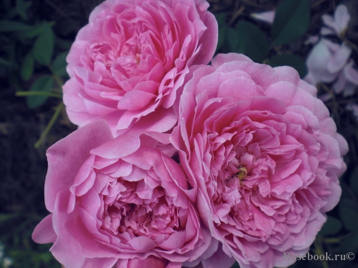 Harlow Carr 