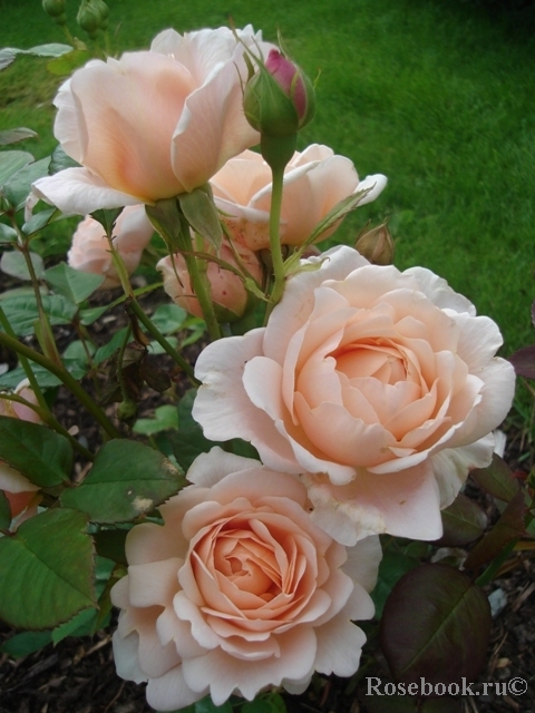 Ambridge Rose 