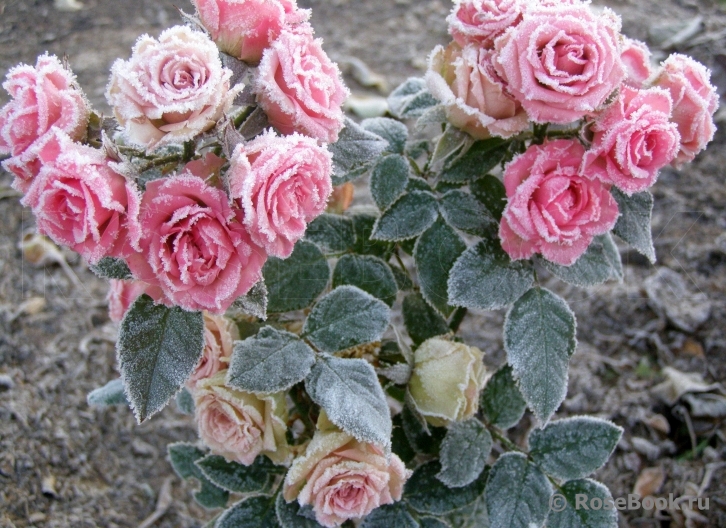 Розы В Интерьере Фото