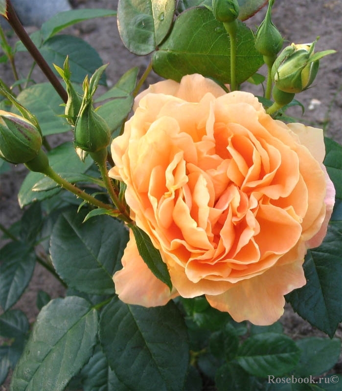 Bernstein-Rose
