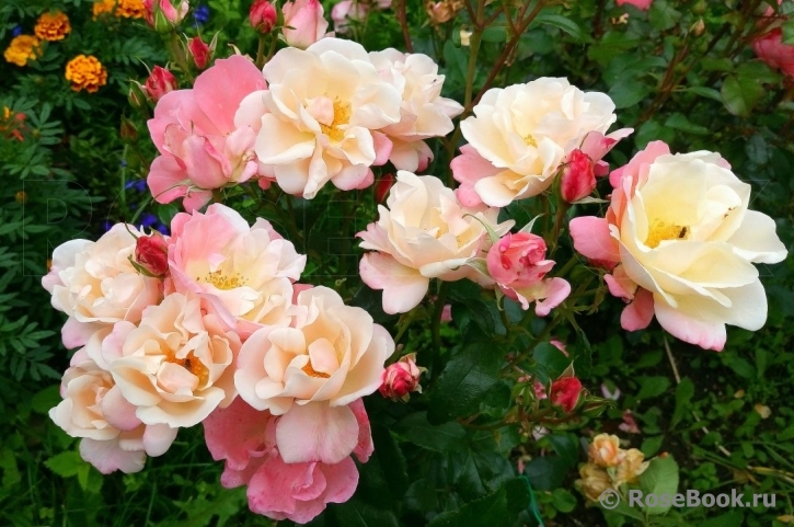 Roseromantic(-)