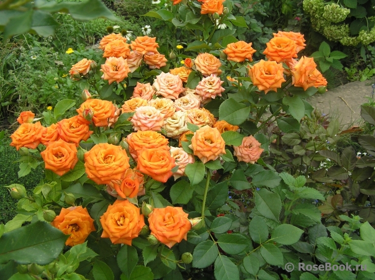 Оранж Розы Фото