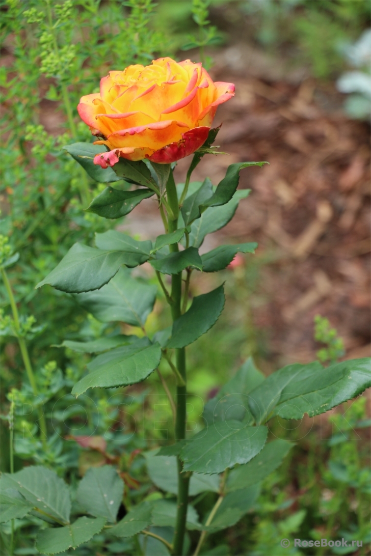 Rose Giardino di Boboli 