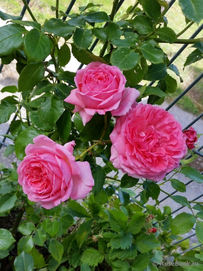 La Rose de Molinard ®.