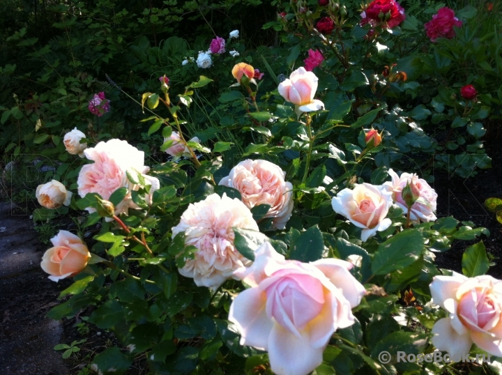 Garden of Roses 
