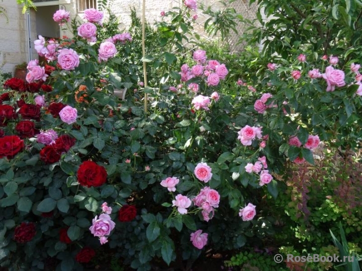La Rose de Molinard ® (Delgrarose). 