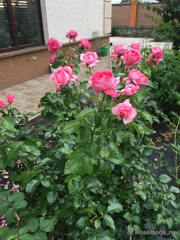 La Rose de Molinard ® (Delgrarose). 