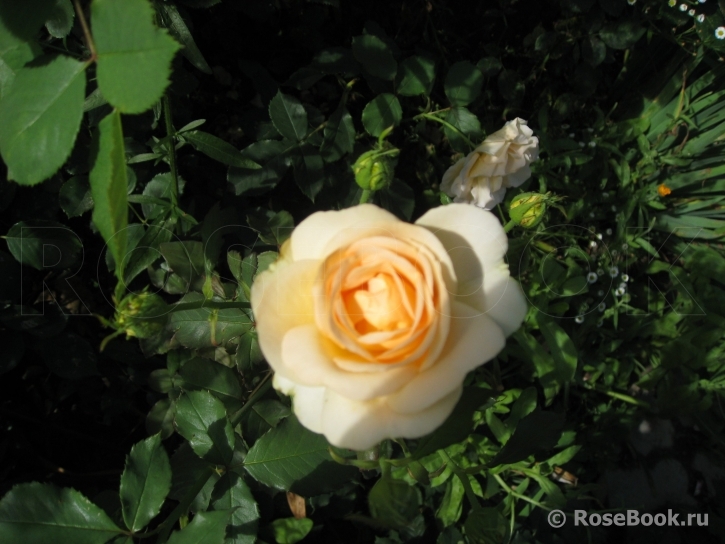 Churchill Rose, The