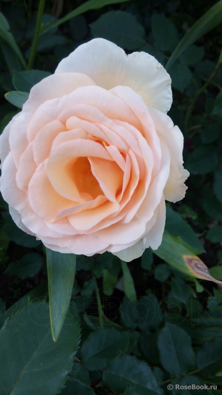 Churchill Rose, The