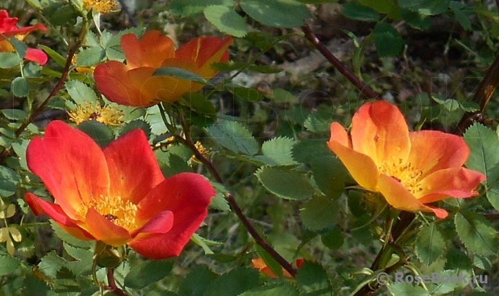 Rosa foetida Bicolor