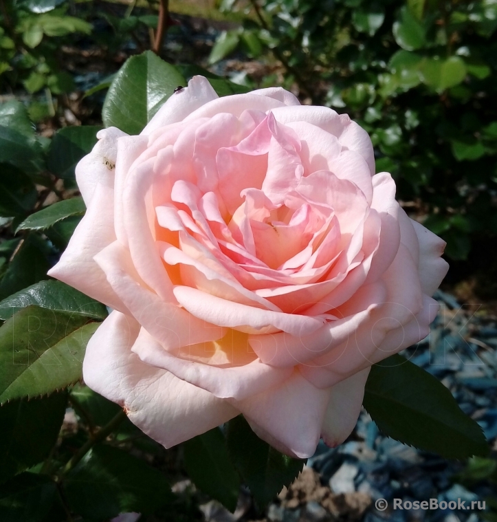 White Fox Rose