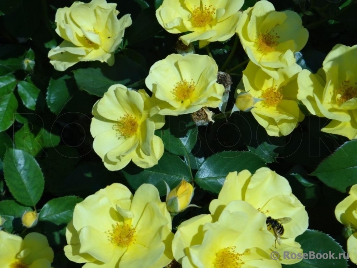 Yellow Fleurette 