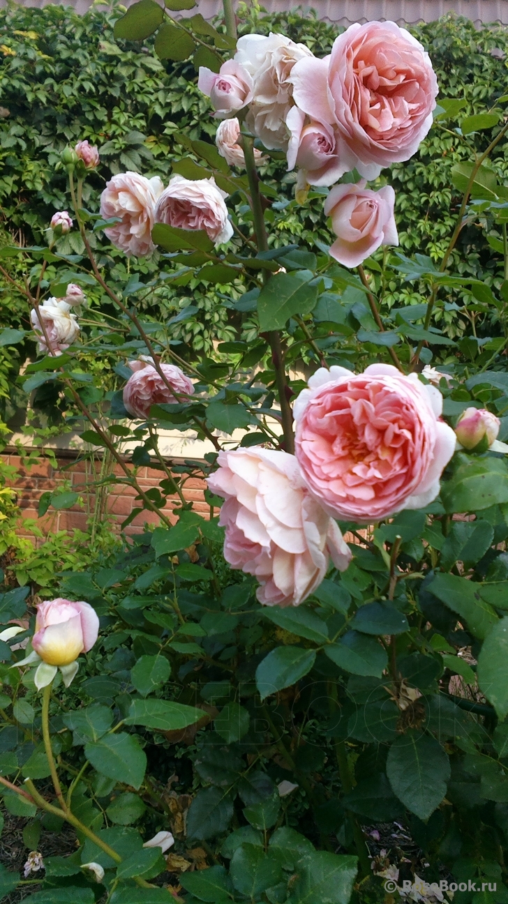 Abraham Darby