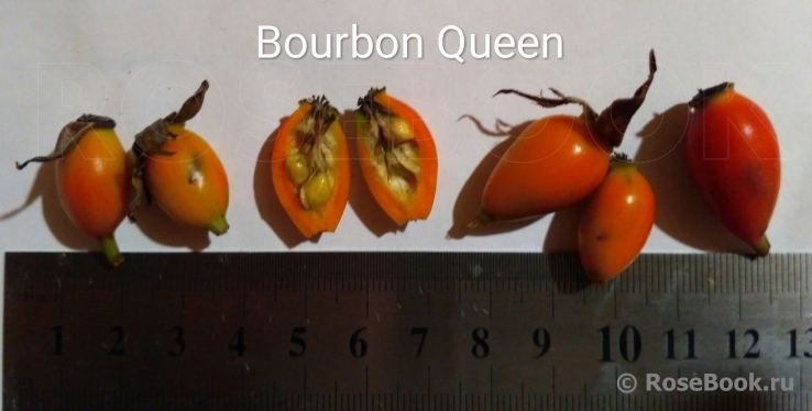 Bourbon Queen