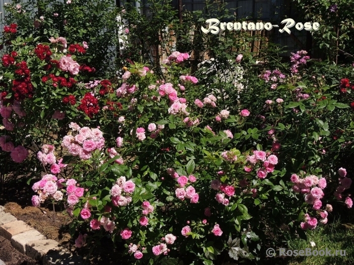 Brentano-Rose
