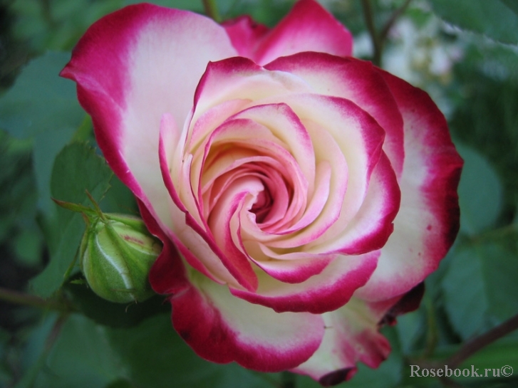 http://www.rosebook.ru/components/roses/images/pictures/big/3522.jpg