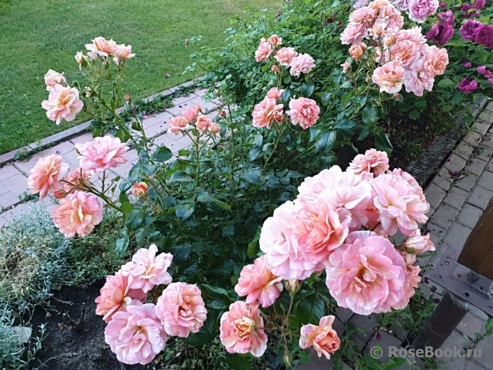 Rose La Rose des Impressionnistes (Adareviday). 