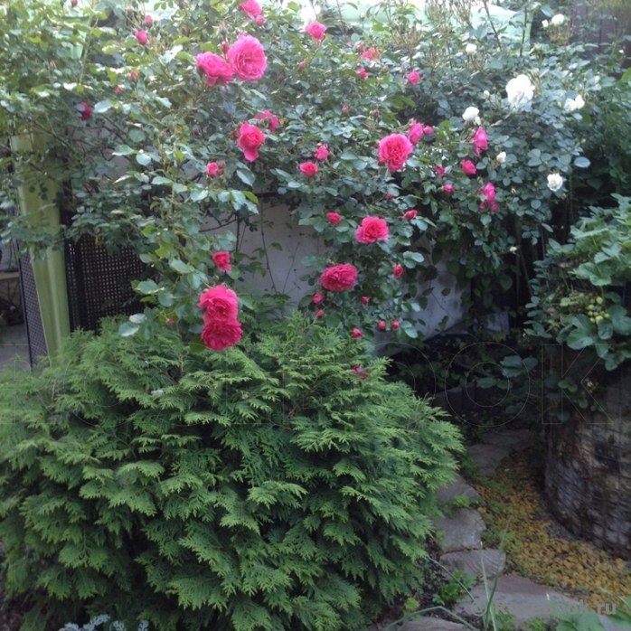 Rosarium Uetersen