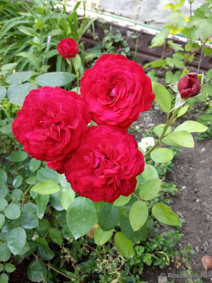 роза тиамо энциклопедия роз