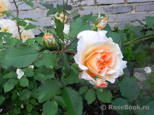 Rose de Gerberoy ®