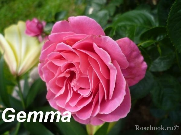 Gemma 