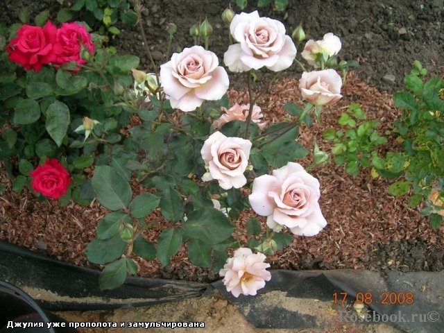 Julia's Rose